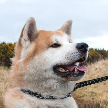 Guinness Dog Collar